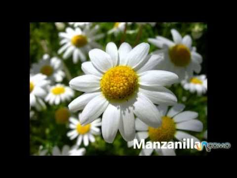 Plantas medicinales antiinflamatorias: una alternativa natural para la inflamaci&oacute;n